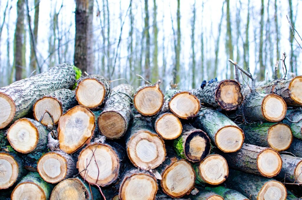 pexels-photo-296333-296333 Cut tree logs stacked in a serene forest setting during winter.